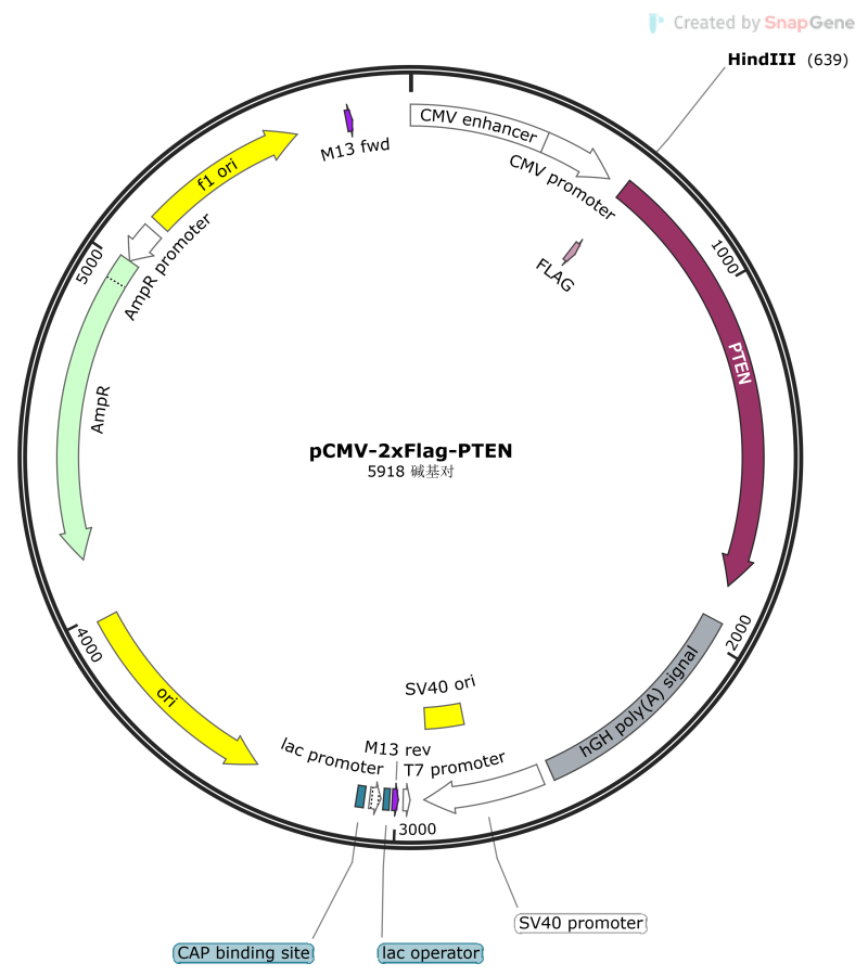 pCMV-2xFlag-PTEN